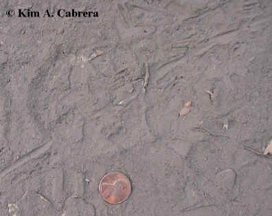 Fence lizard
                    tracks. Photo by Kim A. Cabrera 2002.