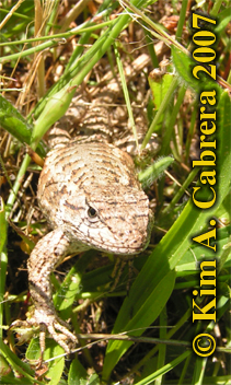 Lizard in the grass. Photo copyright by Kim
                        A. Cabrera. 2007.