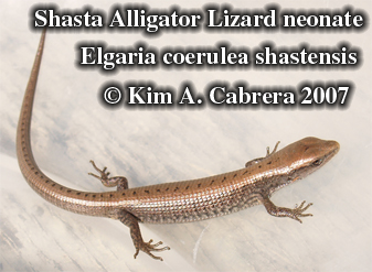 Shasta alligator lizard. Photo  Kim A.
                      Cabrera 2007
