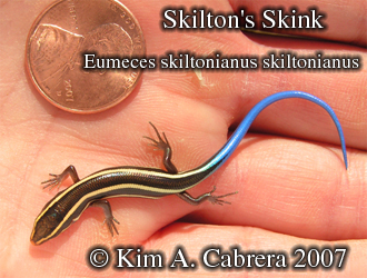 Juvenile
                      Skilton's skink, western skink subspecies. Photo
                      copyright by Kim A. Cabrera 2007. Do not use
                      without permission.