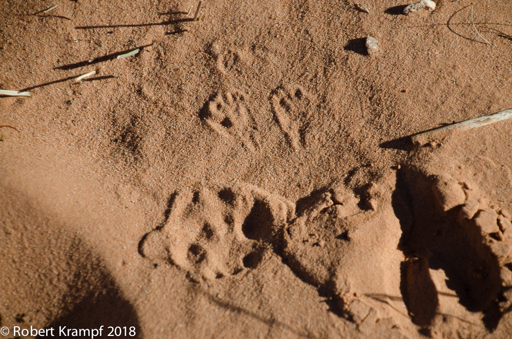 kangaroo rat tracks