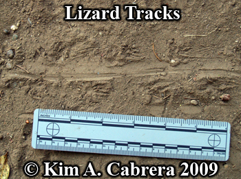 lizard
                  tracks in dust