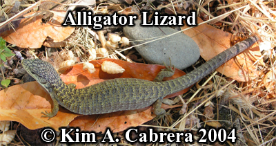 Alligator lizard. Photo copyright by Kim A.
                      Cabrera 2004.