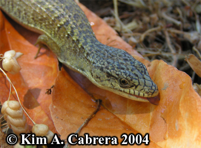 Alligator lizard drinking water from leaf.
                      Photo copyright by Kim A. Cabrera 2004.