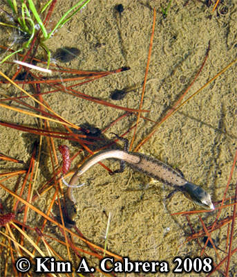 Small lizard hunting tadpoles in a puddle.
                      Photo copyright by Kim A. Cabrera 2008.