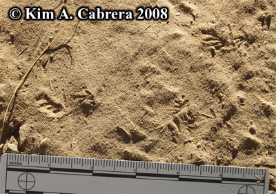 Tiny
                  fence lizard tracks in dust. Photo copyright by Kim A.
                  Cabrera 2008.