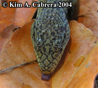 Alligator lizard lapping up water from a
                      leaf. Photo copyright by Kim A. Cabrera 2004.