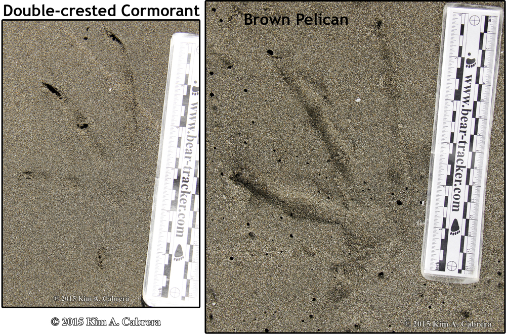 brown pelican tracks