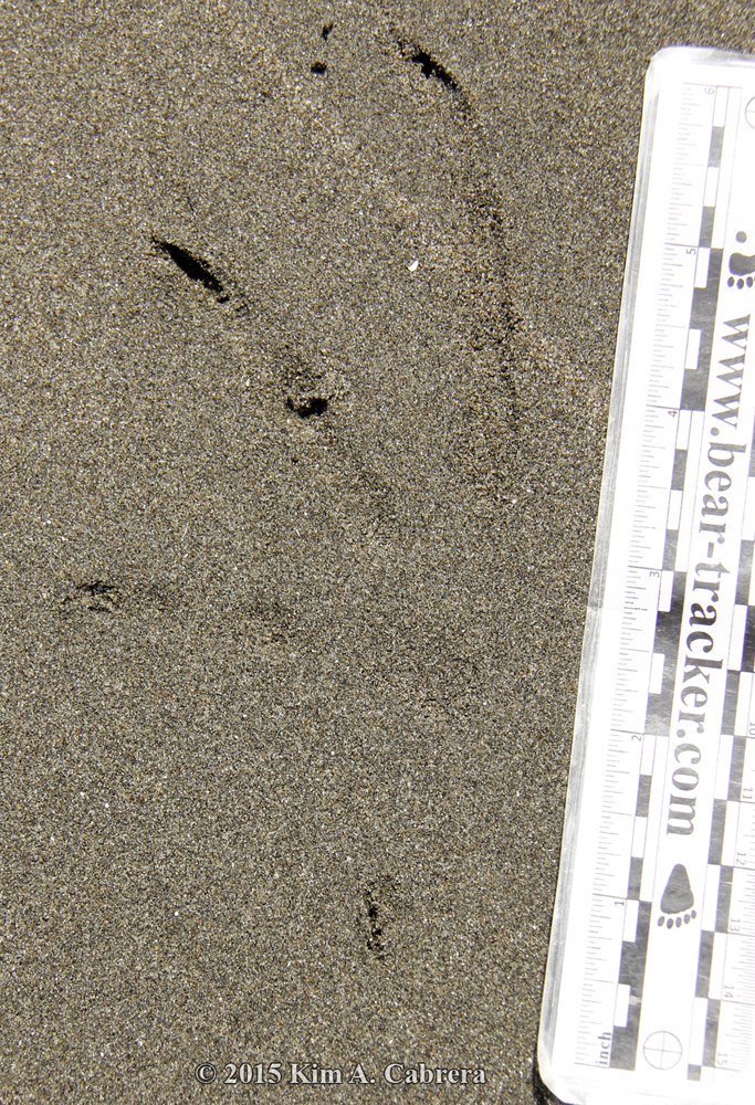 cormorant track