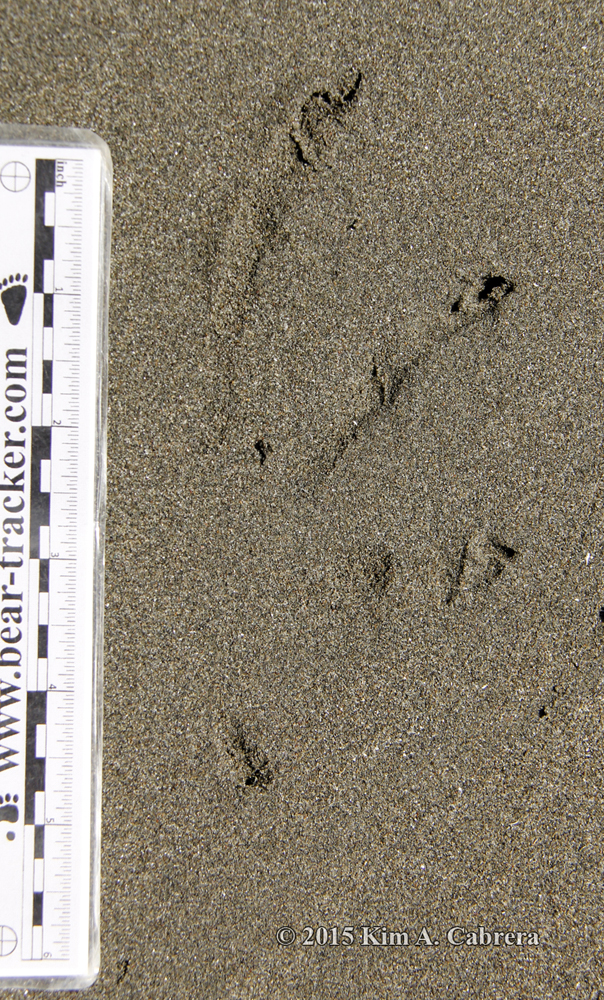 cormorant track