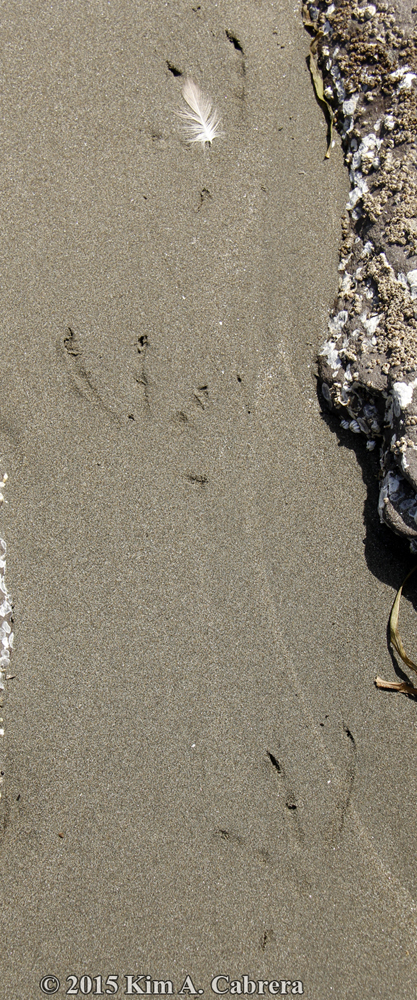 cormorant track