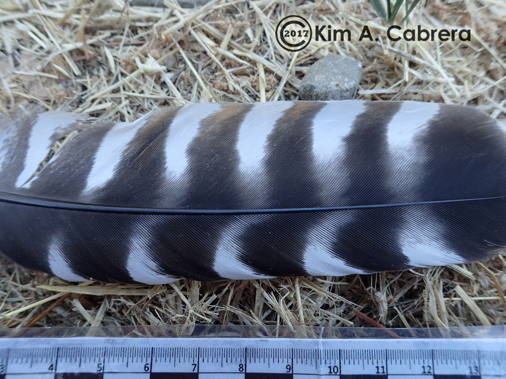 red shouldered hawk feather