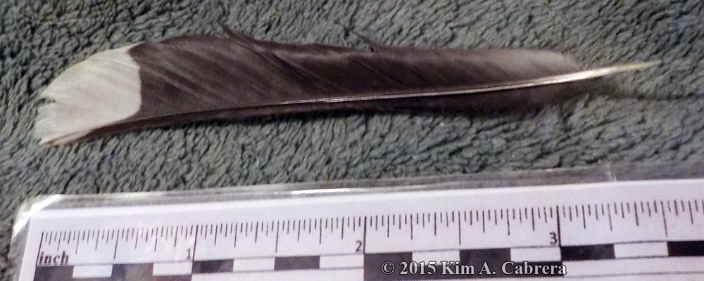spotted towhee feather