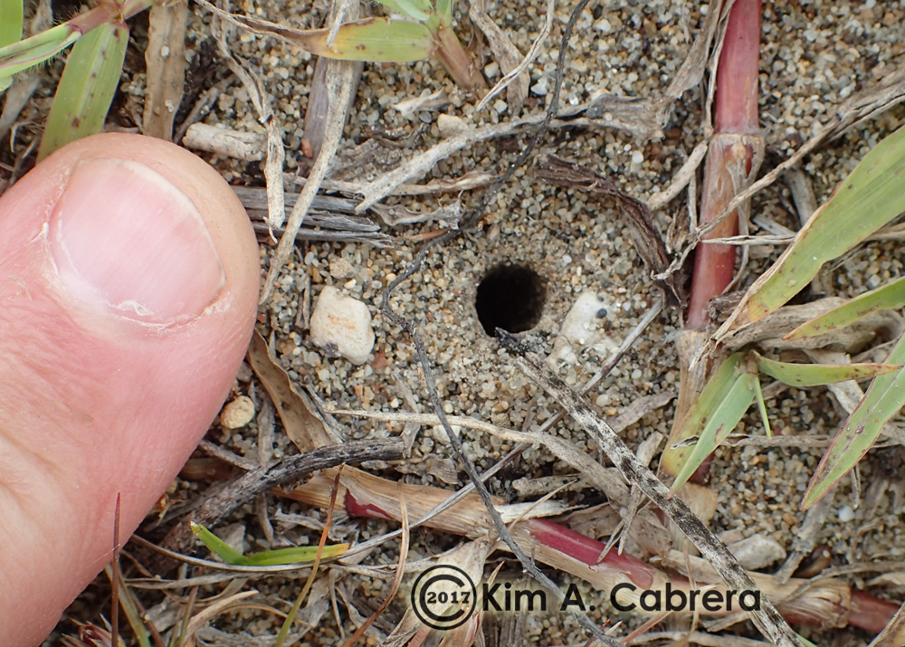 Tiger Beetle larva burrow