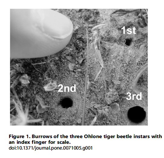 Tiger Beetle larva burrow sizes