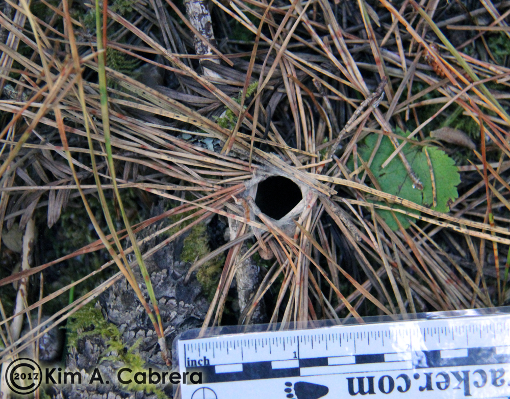 Turret Spider burrow