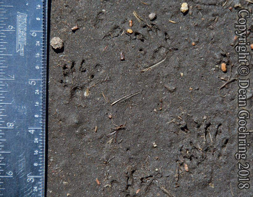 White-tailed antelope squirrel tracks