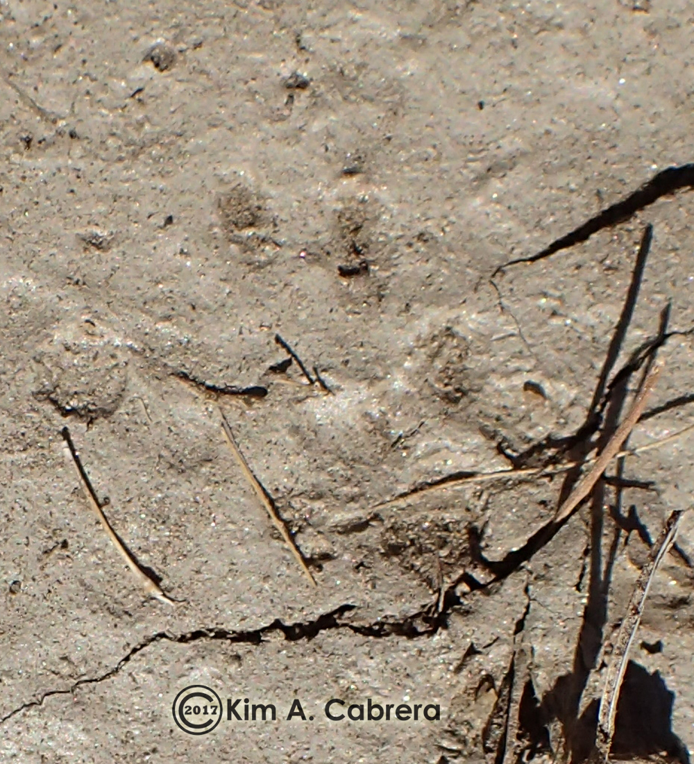 white-tailed antelope squirrel tracks
