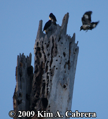 Acorn woodpeckers storing acorns in larder.
                    Photo copyright Kim A. Cabrera 2009.