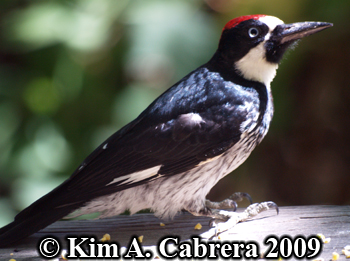 Acorn woodpecker. Photo copyright Kim A.
                    Cabrera 2009.
