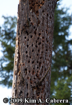 Acorn woodpecker granary tree. Photo copyright
                    Kim A. Cabrera 2009.