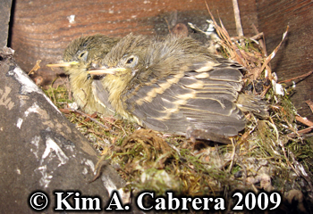 american goldfinches in nest