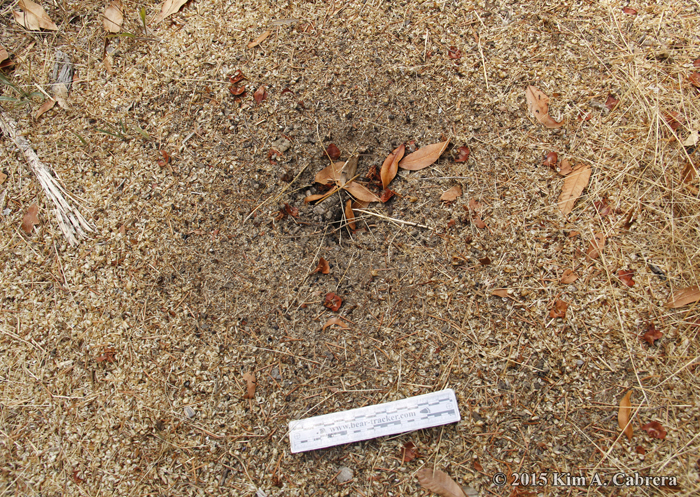ant nest with entrance