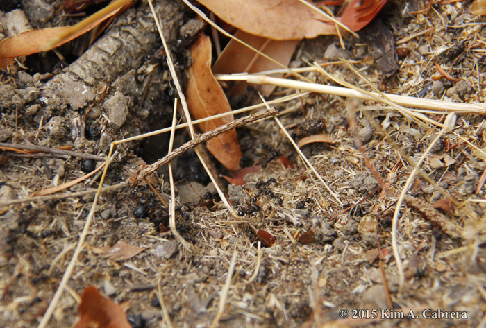 ant nest opening close up