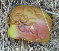 Partially eaten apple.