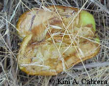 Partially eaten apple.