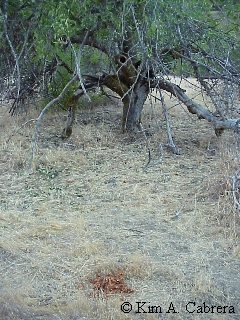 Apple tree branches.