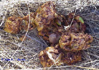 Old
                  apple scat.