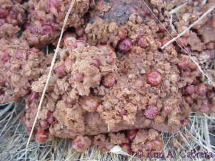 Berry
                  scat.