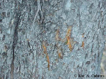 Claw
                    marks.