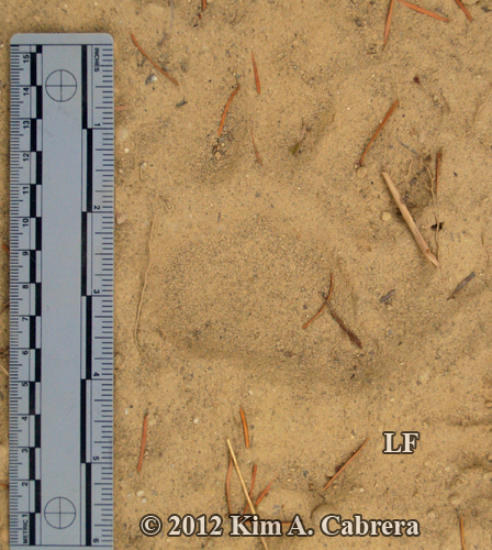 left front cub track in sand