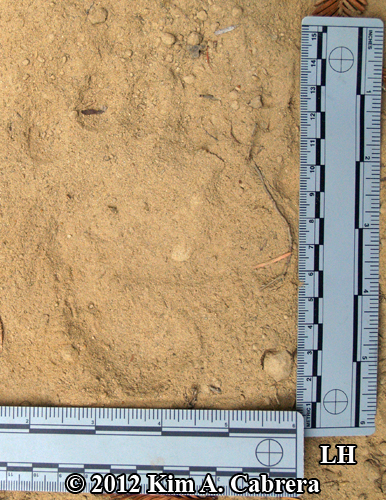 left hind bear cub track