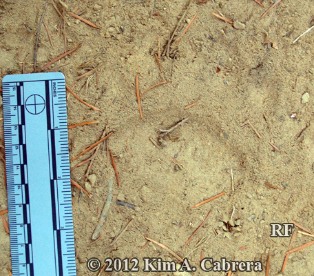 right front bear cub track