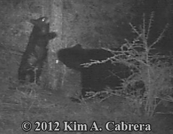 bear
                    cub examining a mark tree used by other bears