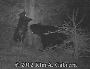 mama
                    bear and cub image from my trail camera