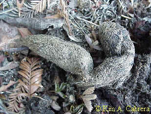 Hair
                    scat.