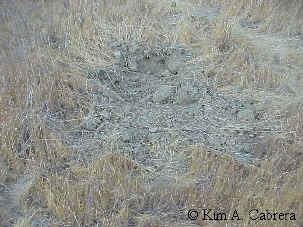 Hive dug up by bear.