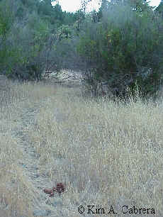 Approaching
                      orchard.