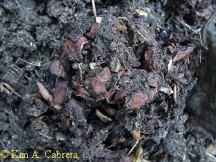 Plum
                    pits.