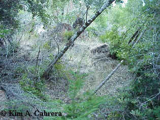 Regular trail through the forest.
