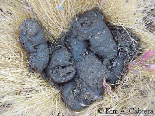 Bee
                    scat.