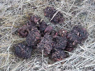 Seed
                    scat.