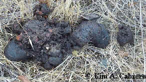 Two
                  scats.