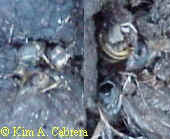 Close
                    up of bees in scat.