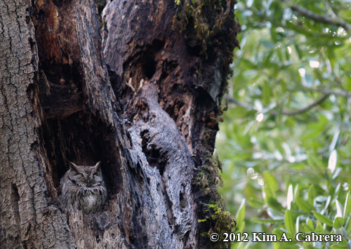screech owl in roost