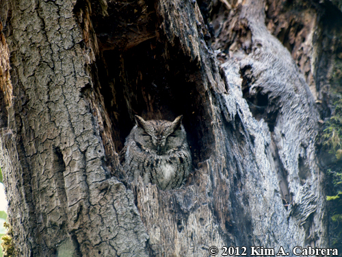 screech owl in roost